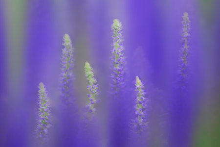 Wild blue lupine flowers with blur and pattern repetitionの写真素材