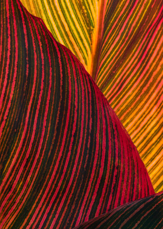 Three Canna leaves shapes and lines in autumn coloursの写真素材