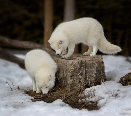 Two white arctic foxes attracted by some scentの写真素材