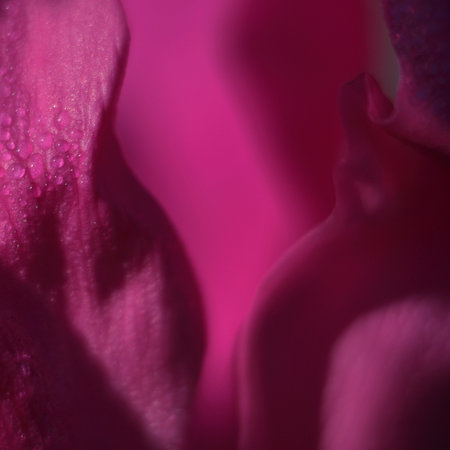 Dark red rose petals and dew softness closeupの写真素材