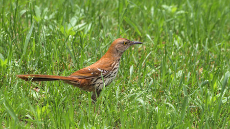 Close up of rufous Brown Thrasher bird walking in green grass