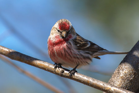 Close up of red Common Redpoll bird perching on tree branch