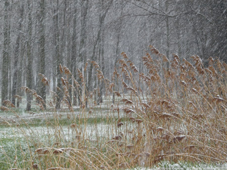Snowfall on reeds in field near forestの写真素材