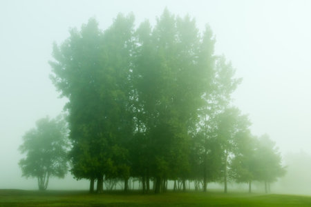 Tall green trees in field on a very foggy morningの写真素材