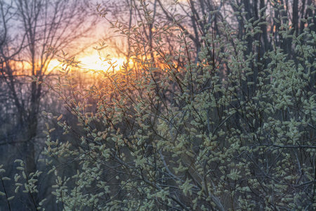 Landscape of Willow tree and catkins with sunset light coming throughの写真素材