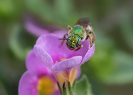 Front view close up of Green wild bee on pink flowerの写真素材