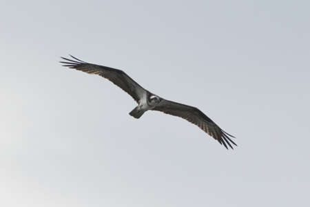 Flying Osprey eagle bird of prey with spread wings in pale blue sky seen from belowの写真素材