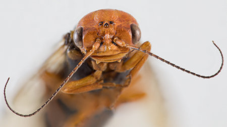 Orange brown sawfly insect macro portrait