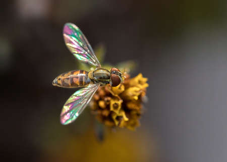 Extreme close up of hoverfly on flower with dark backgroundの写真素材