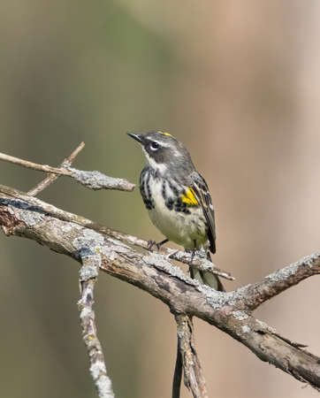Female Yellow-rumped Warbler bird perching on tree limbの写真素材