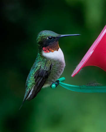 Colorful male ruby-throated hummingbird perched on feederの写真素材