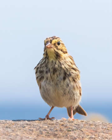 Eye level extreme closeup of Savannah Sparrow standing on rock by the seaの写真素材