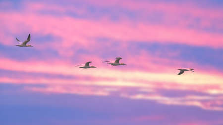 Four Northern Gannet birds flying in pink and purple sky at duskの写真素材