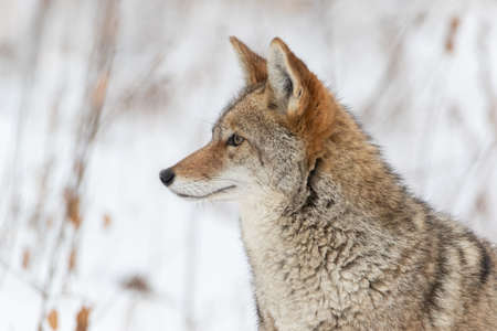 Extreme closeup profile portrait of Coyote in winterの写真素材