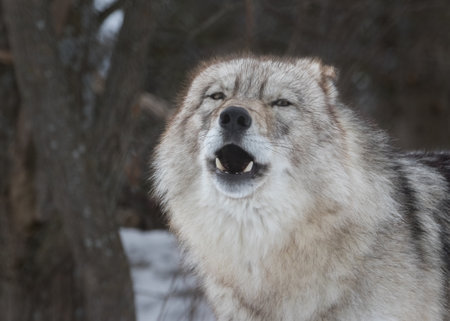 Extreme closeup of Gray Wolf with mouth open looking at viewerの写真素材