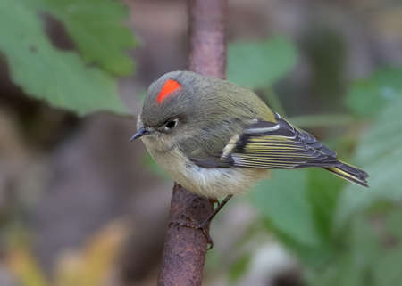 Closeup of male Ruby-crowned Kinglet displaying red patch on headの写真素材
