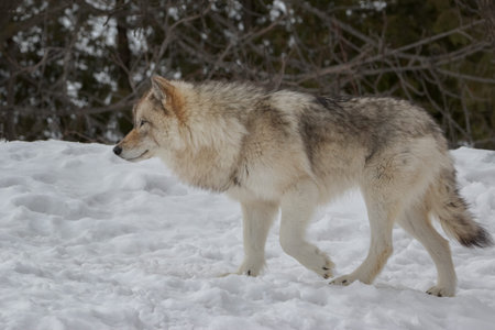 Side view closeup of timber wolf walking in snow
