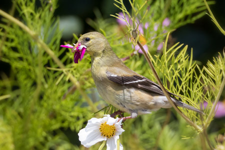 Female American Goldfinch gathering cosmos flower petals for the interior lining of its nestの写真素材