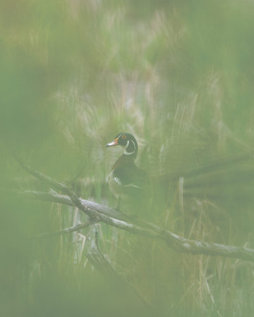 Surveilling male Wood Duck on tree branch seen through green foliageの写真素材
