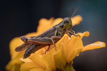 Extreme closeup of Marsh Meadow Grasshopper standing on yellow flowerの写真素材