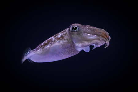 Swimming Cuttlefish isolated on black backgroundの写真素材