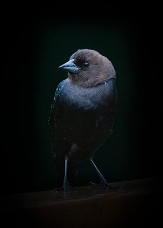 Brown-headed Cowbird closeup in low light on black backgroundの写真素材