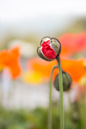 poppy bud beginning to openの写真素材