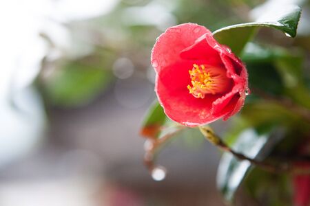 camellia flower in the raining day.の写真素材