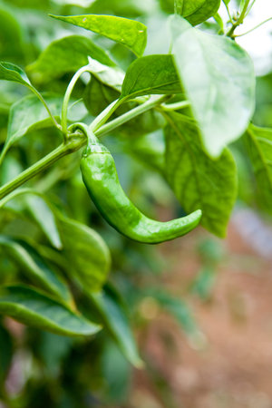 Chili peppers on bush in garden