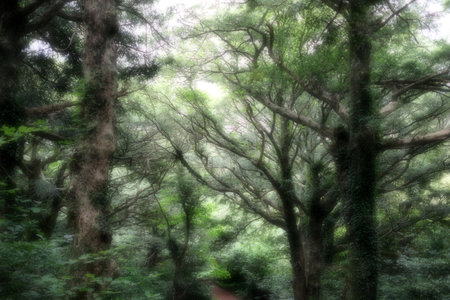 Bijarim Forest. The Largest Single Species Forest in the World. Jeju, Korea.