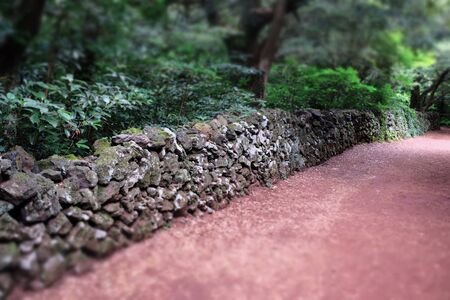 Bijarim Forest. The Largest Single Species Forest in the World. Jeju, Korea.の写真素材