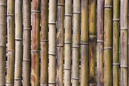 Bamboo grove, bamboo forest at Damyang County, South Korea.の写真素材