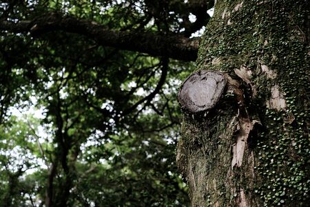 Bijarim Forest. The Largest Single Species Forest in the World. Jeju, Korea.の写真素材