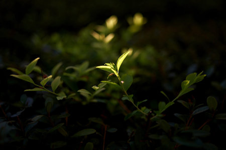 Light and Leaves.