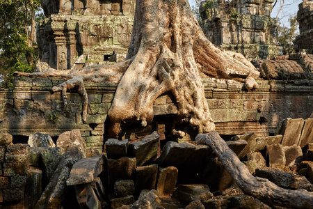 Ta Prohm historic site in Cambodia.