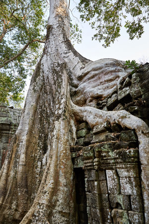 Ta Prohm historic site in Cambodia.の写真素材