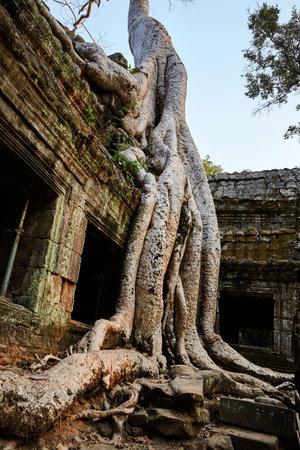 Ta Prohm historic site in Cambodia.の写真素材