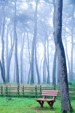 A pine grove of early dawn of Daewangam Park, korea.の写真素材