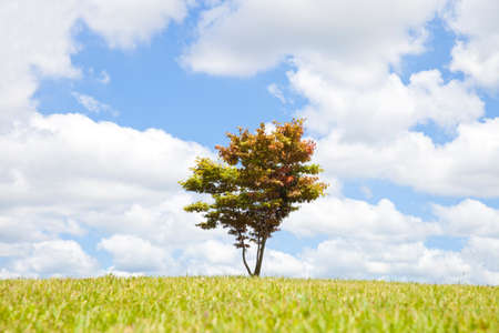 A tree, a meadow, and a cloud.の写真素材