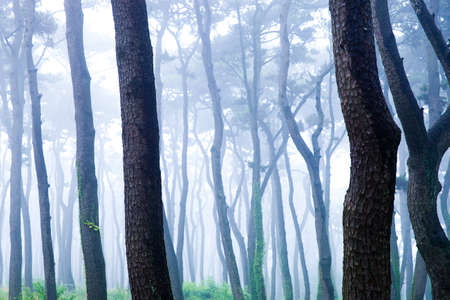 A pine grove of early dawn of Daewangam Park, korea.の写真素材