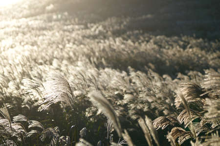 saebyeol-oreum in Jeju Island, Korea.の写真素材