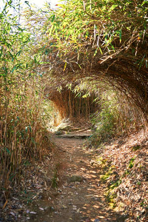 A forest road to Namsan Mountain, Gyeongju.の写真素材