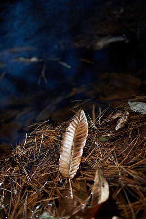 leaves in a valley.の写真素材