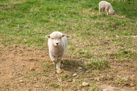 sheep farm in Gangwon Province, Korea.の写真素材