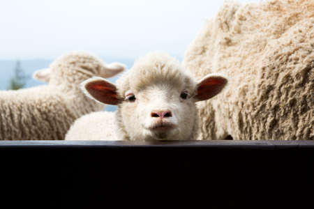 sheep farm in Gangwon Province, Korea.の写真素材