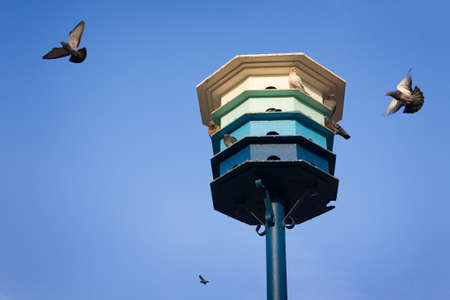 a pigeon and a pigeon houseの写真素材