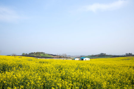 famous barley field tourist spot in Gochang-gun, Korea.