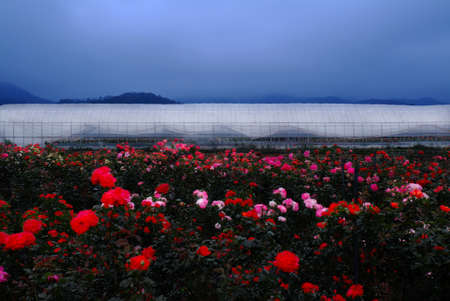 This is a vinyl greenhouse in Korea.の写真素材
