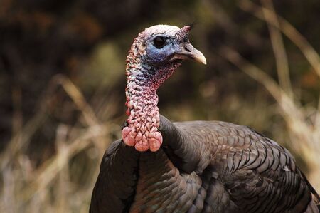 A turkey in the wild.                                の写真素材