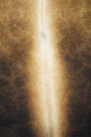 Detail of a cowhide rug on display.